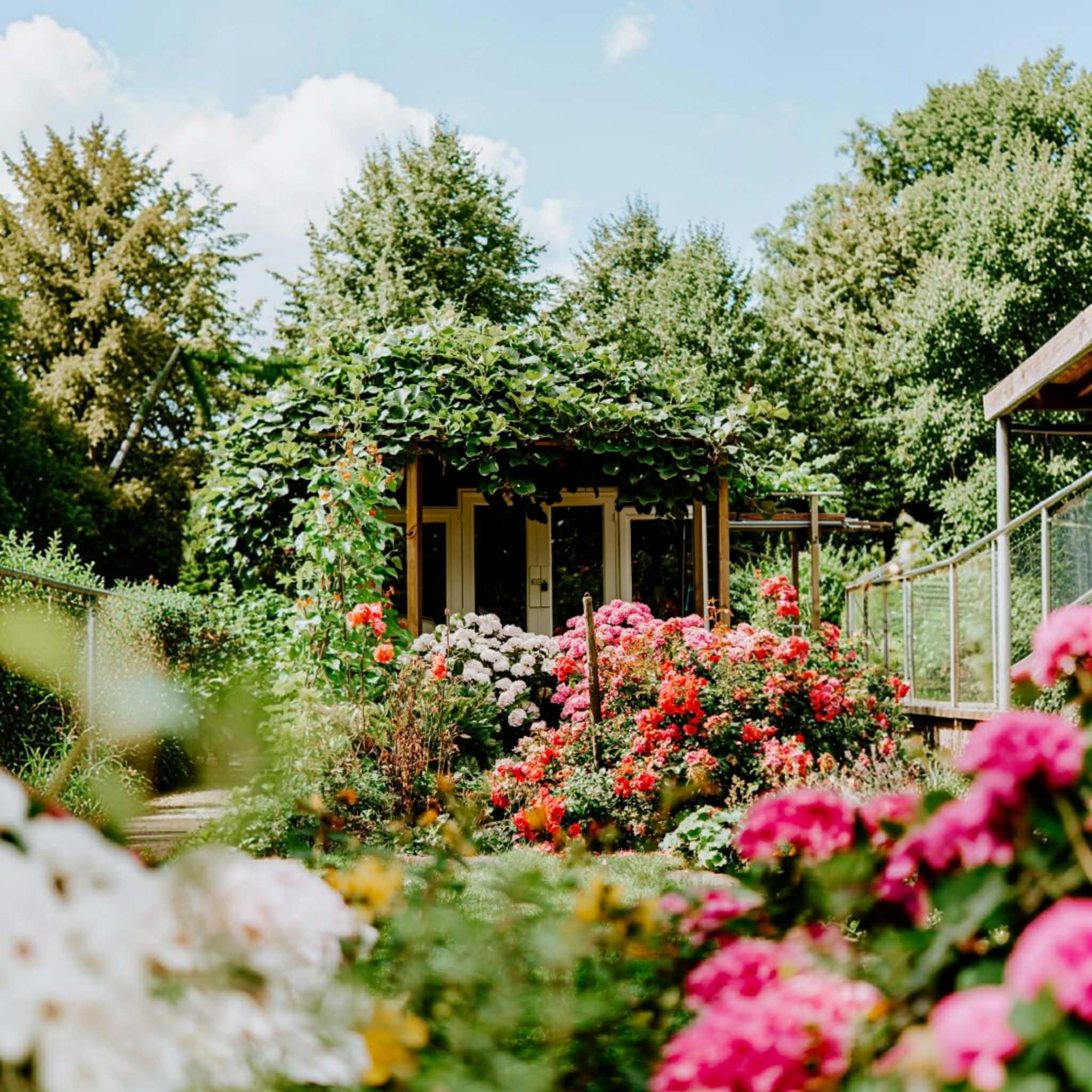 A lush garden scene in England with a wooden gazebo covered in green vines, surrounded by colorful flowers in pink, red, orange, and white, with trees and blue sky in the background.