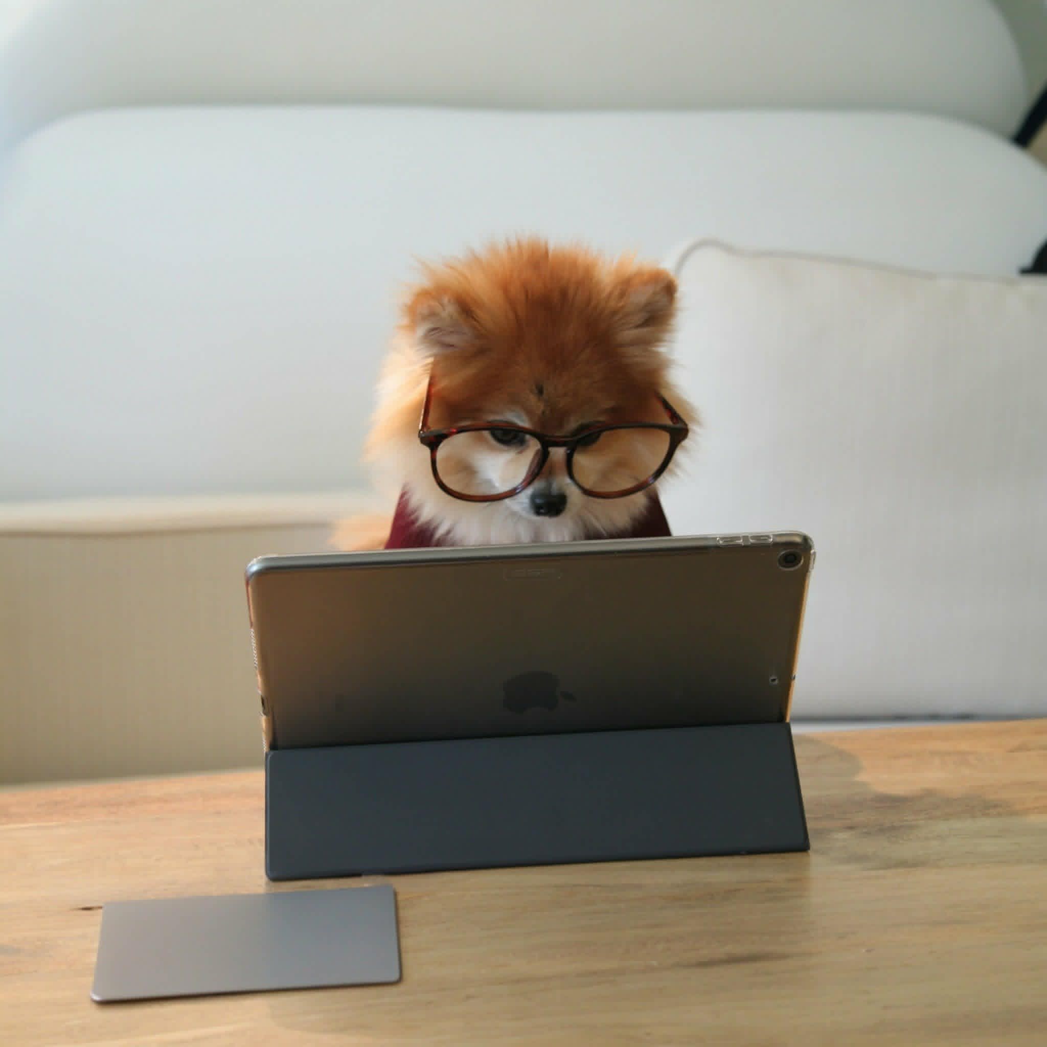 A small fluffy dog wearing round black glasses sits behind a tablet on a wooden table in front of a white sofa. A slim matching accessory lies on the table to the left.