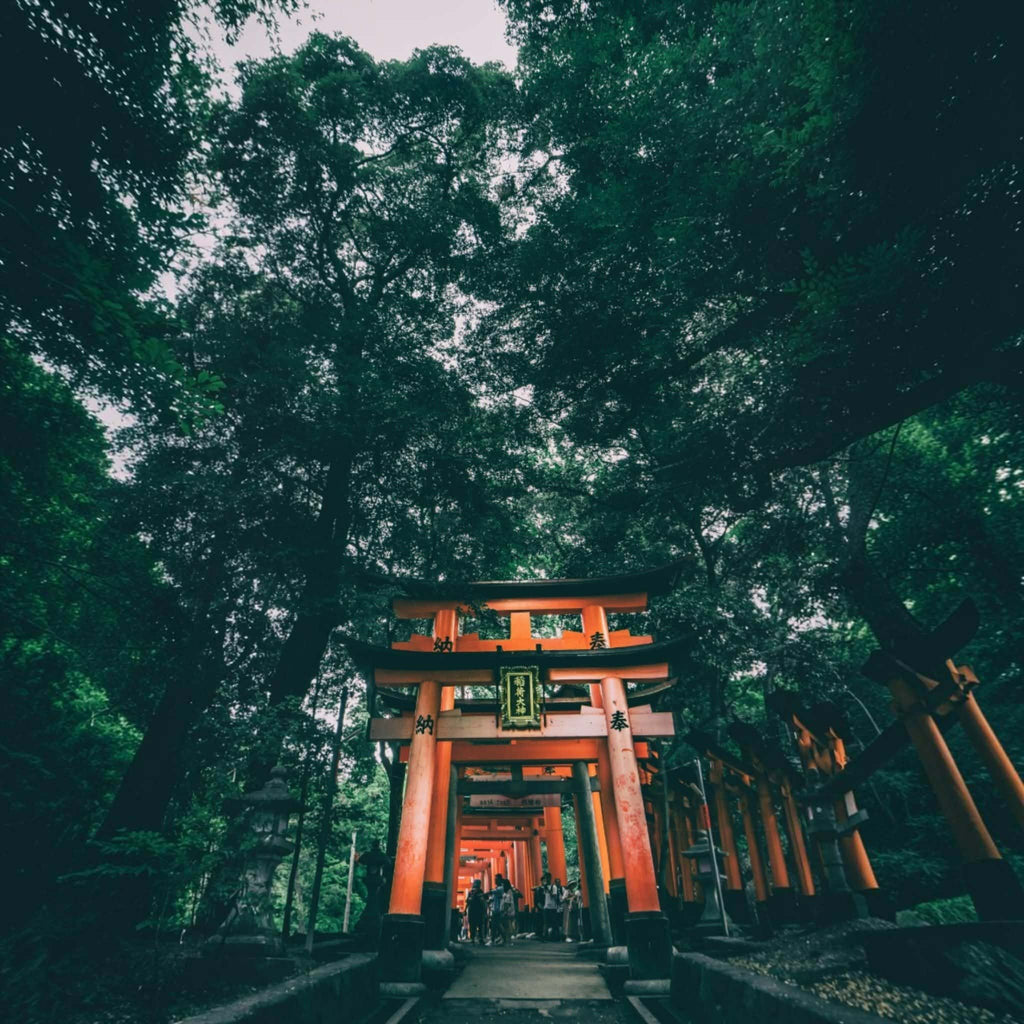 A low-angle view looking up through a row of orange torii gates in a forest, framed by dense green trees and foliage.