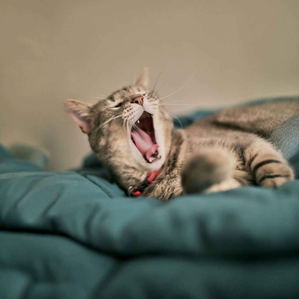 Cat yawning on a green blanket with a blurred background